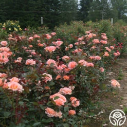 Jump For Joy™ -HEIRLOOM ROSES Sales jump for joy 4 9