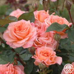 Jump For Joy™ -HEIRLOOM ROSES Sales jump for joy 5 7