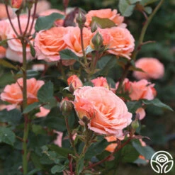 Jump For Joy™ -HEIRLOOM ROSES Sales jump for joy 6 7