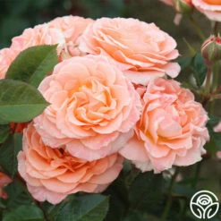 Jump For Joy™ -HEIRLOOM ROSES Sales jump for joy 7 7