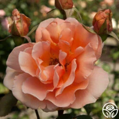 Just Joey® 14 Just Joey® -HEIRLOOM ROSES Sales just joey 11