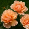 Just Joey® -HEIRLOOM ROSES Sales just joey 1 8