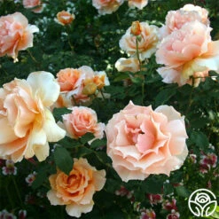 Just Joey® 13 Just Joey® -HEIRLOOM ROSES Sales just joey 2 9