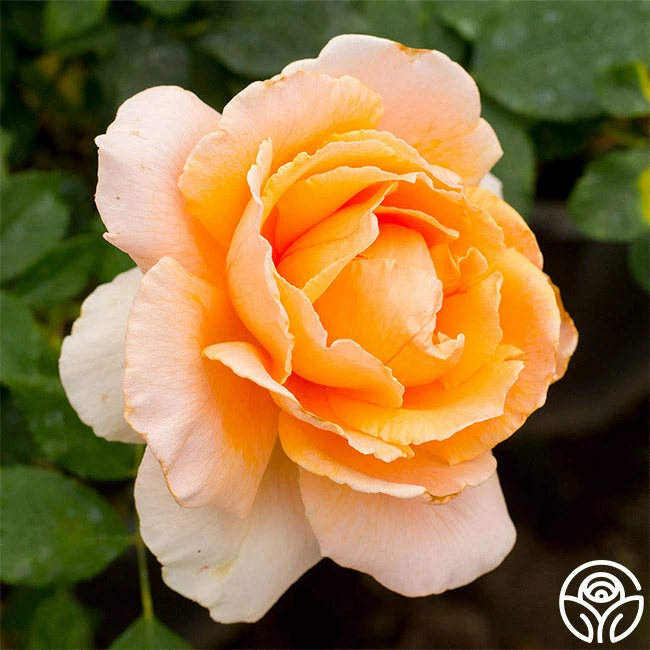 Just Joey® 4 Just Joey® - Image 2