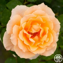 Just Joey® 12 Just Joey® -HEIRLOOM ROSES Sales just joey 5 1
