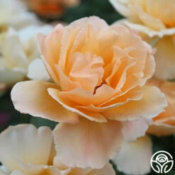 Just Joey® 11 Just Joey® -HEIRLOOM ROSES Sales just joey 8