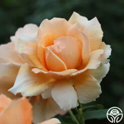 Just Joey® 15 Just Joey® -HEIRLOOM ROSES Sales just joey 9 1