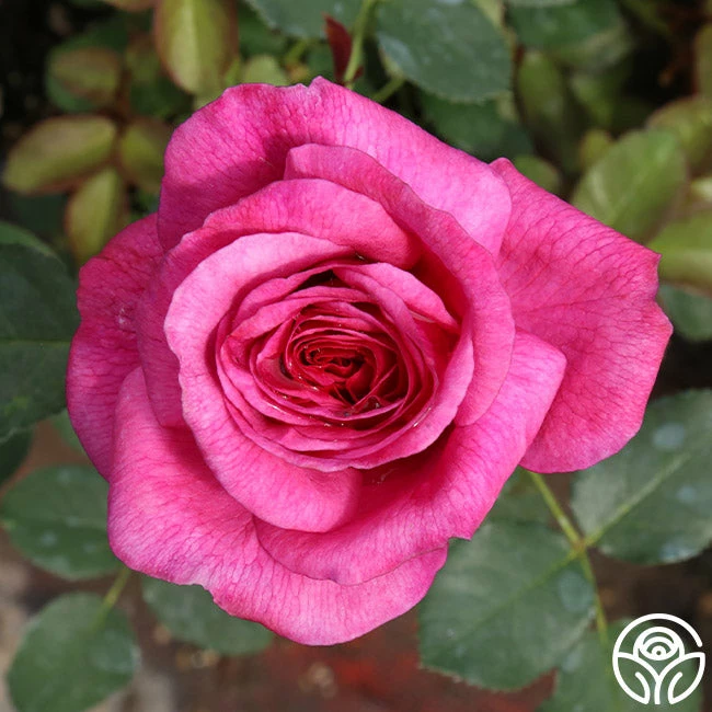 Kaffe Fassett 4 Kaffe Fassett - Image 2