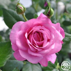 Kaffe Fassett 10 Kaffe Fassett -HEIRLOOM ROSES Sales kaffe fassett 2 5