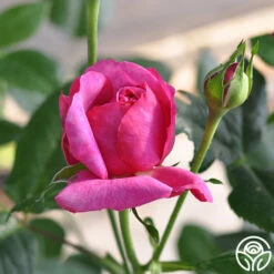 Kaffe Fassett 11 Kaffe Fassett -HEIRLOOM ROSES Sales kaffe fassett 4 5