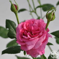 Kaffe Fassett 9 Kaffe Fassett -HEIRLOOM ROSES Sales kaffe fassett 5