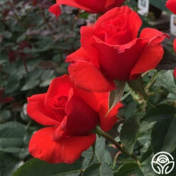 Kanegem -HEIRLOOM ROSES Sales kanegem 2