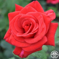Kardinal™ -HEIRLOOM ROSES Sales kardinal 11