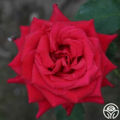Kardinal™ -HEIRLOOM ROSES Sales kardinal 3 1 1