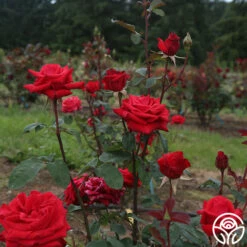 Kardinal™ -HEIRLOOM ROSES Sales kardinal 4 1