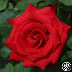 Kardinal™ -HEIRLOOM ROSES Sales kardinal 5 1
