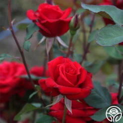 Kardinal™ -HEIRLOOM ROSES Sales kardinal 6