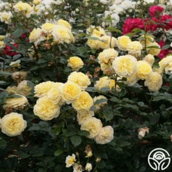 Karl Ploberger Rose -HEIRLOOM ROSES Sales karl ploberger rose 4