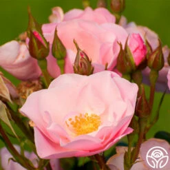 Kateryna™ 11 Kateryna™ -HEIRLOOM ROSES Sales kateryna 1 1 1