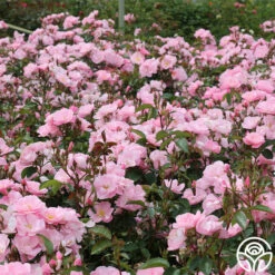 Kateryna™ 8 Kateryna™ -HEIRLOOM ROSES Sales kateryna 2 2