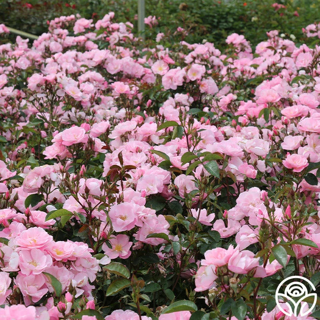 Kateryna™ 4 Kateryna™ - Image 2