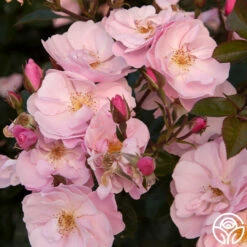 Kateryna™ 9 Kateryna™ -HEIRLOOM ROSES Sales kateryna 3 8