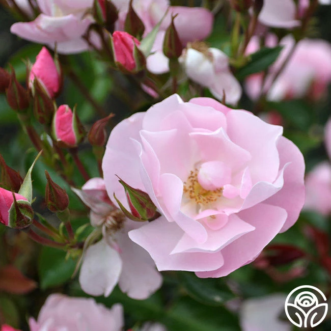 Kateryna™ 3 Kateryna™