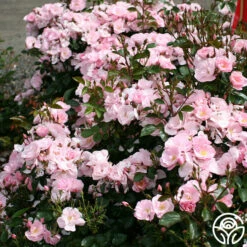 Kateryna™ 10 Kateryna™ -HEIRLOOM ROSES Sales kateryna 5 8