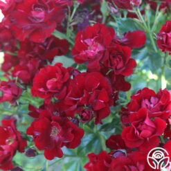 Keep In Touch -HEIRLOOM ROSES Sales keep in touch 11