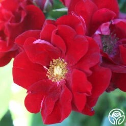 Keep In Touch -HEIRLOOM ROSES Sales keep in touch 113