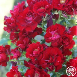 Keep In Touch -HEIRLOOM ROSES Sales keep in touch 15