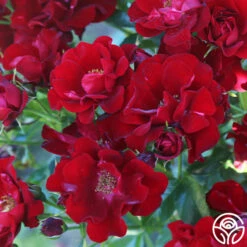 Keep In Touch -HEIRLOOM ROSES Sales keep in touch 16