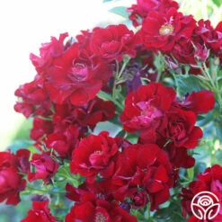 Keep In Touch -HEIRLOOM ROSES Sales keep in touch 17