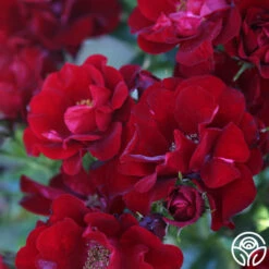 Keep In Touch -HEIRLOOM ROSES Sales keep in touch 19