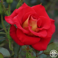 Ketchup & Mustard™