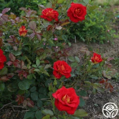 Ketchup & Mustard™ -HEIRLOOM ROSES Sales ketchup mustard 2