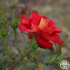 Ketchup & Mustard™ -HEIRLOOM ROSES Sales ketchup mustard 3