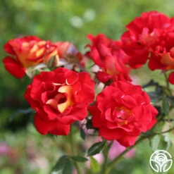 Ketchup & Mustard™ -HEIRLOOM ROSES Sales ketchup mustard 4