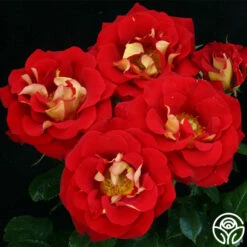 Ketchup & Mustard™ -HEIRLOOM ROSES Sales ketchup mustard 5