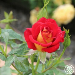 Ketchup & Mustard™ -HEIRLOOM ROSES Sales ketchup mustard 7