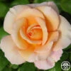 King's Macc™ -HEIRLOOM ROSES Sales kings macc