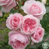 Arborose® Kiss Me Kate -HEIRLOOM ROSES Sales kiss me kate 1