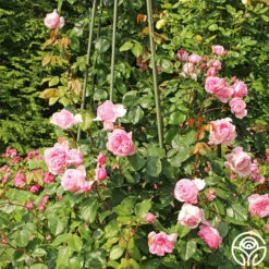 Arborose® Kiss Me Kate -HEIRLOOM ROSES Sales kiss me kate 23