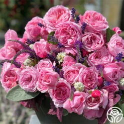 Arborose® Kiss Me Kate -HEIRLOOM ROSES Sales kiss me kate 3