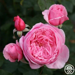 Arborose® Kiss Me Kate -HEIRLOOM ROSES Sales kiss me kate 4
