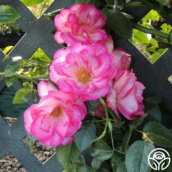 Kiss Of Desire -HEIRLOOM ROSES Sales kiss of desire logo 03