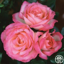 Kiss Of Desire -HEIRLOOM ROSES Sales kiss of desire logo 05