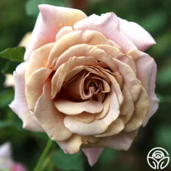 Koko Loko™ -HEIRLOOM ROSES Sales koko loko 101
