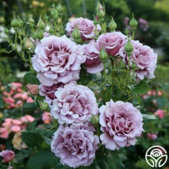 Koko Loko™ -HEIRLOOM ROSES Sales koko loko 13