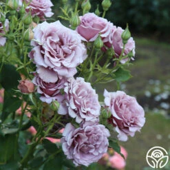 Koko Loko™ -HEIRLOOM ROSES Sales koko loko 15